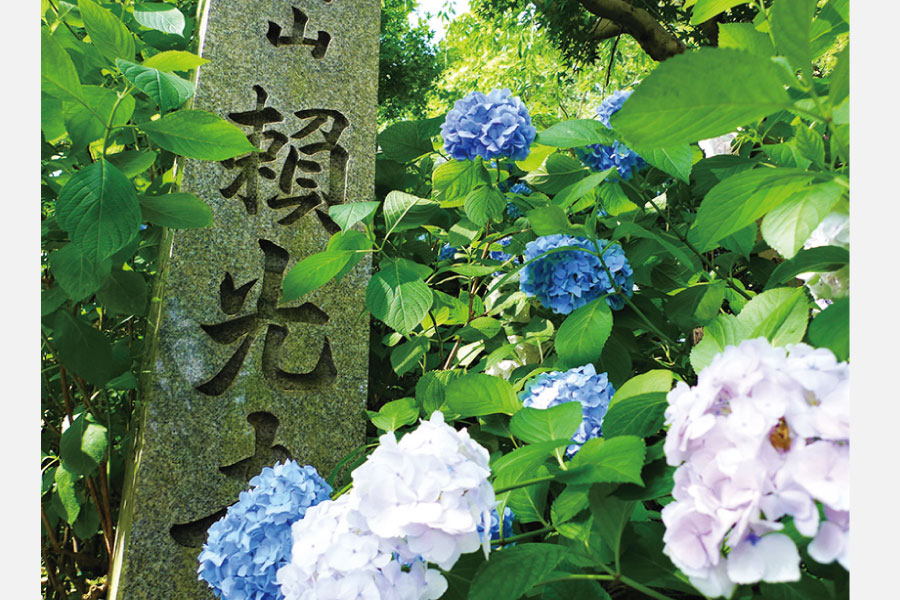 7月7日（木）開催、のせでん第1木曜ハイキング。咲き誇るアジサイに魅せられて山原から小童寺・賴光寺コース
