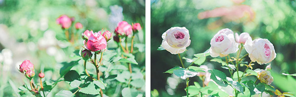 六甲山に咲くバラ