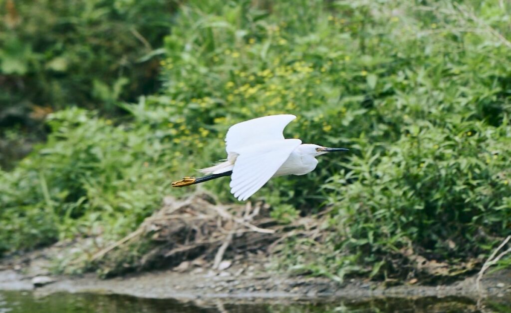 自然の中を飛ぶ鳥