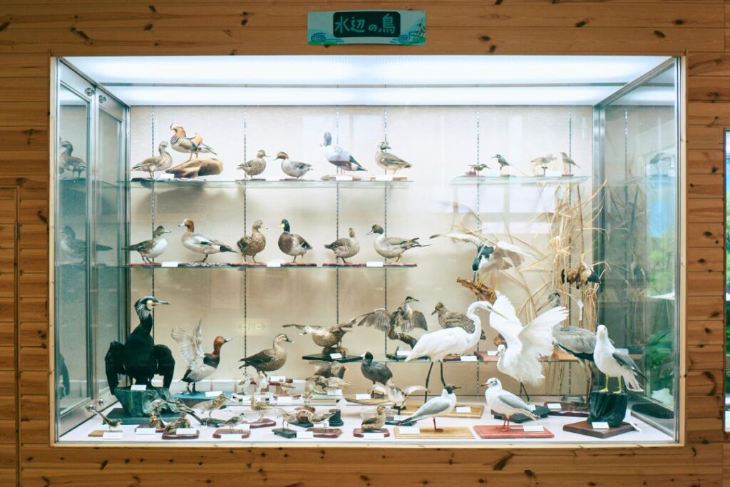 鳥のはく製の展示