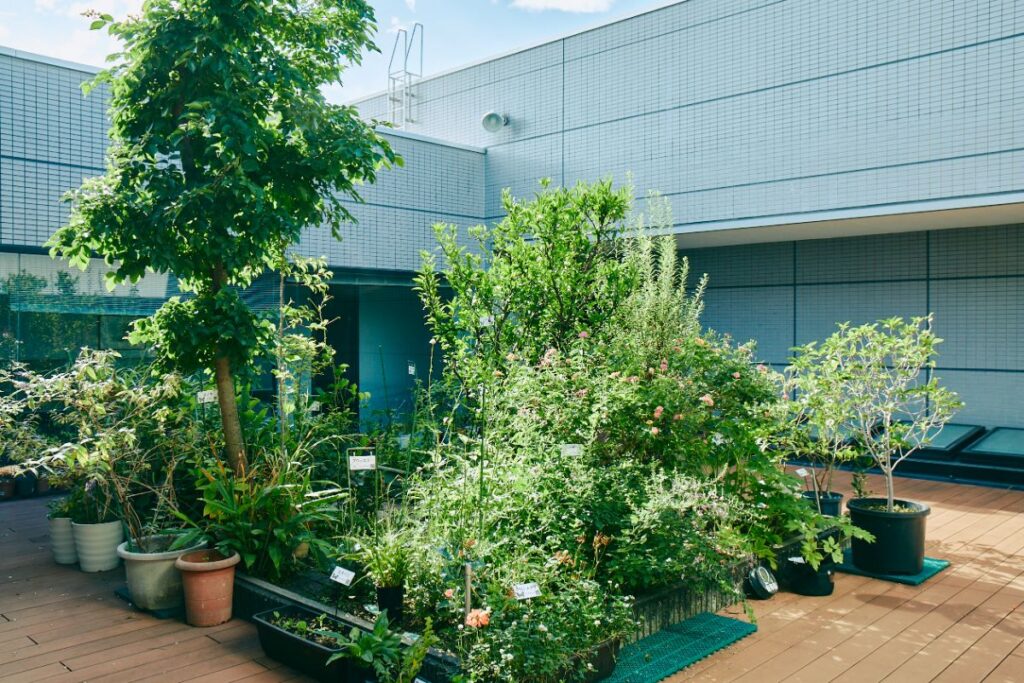 JT生命誌研究館の食草園