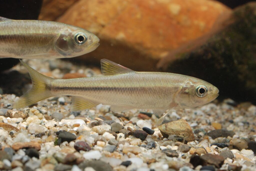 2匹の魚が泳ぐ様子