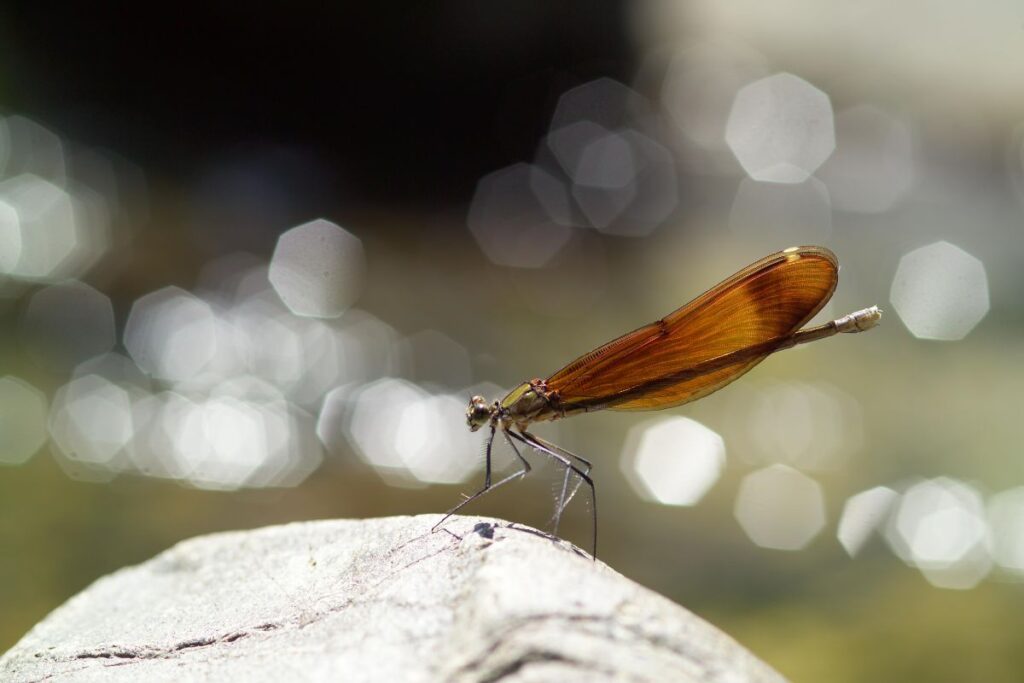 茶色の羽のトンボ