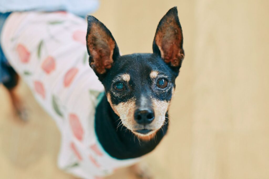 上目遣いのミニチュアピンチャーー