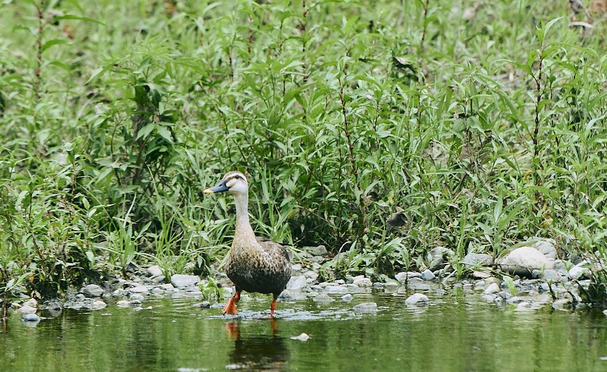 【連載】たかつきDAYS vol.1「いきものと暮らす。」