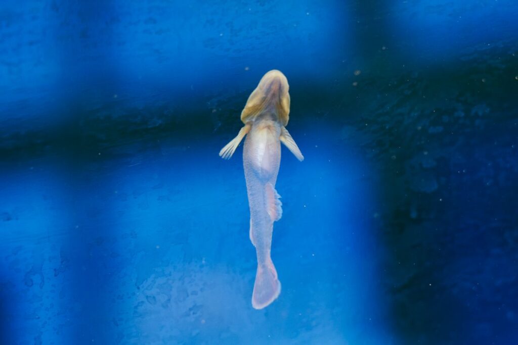 水槽にくっつく魚