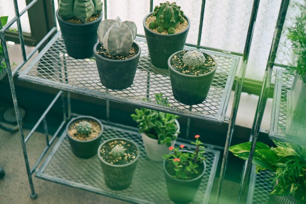 ２段ラックに並ぶ多肉植物