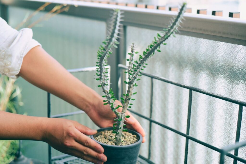 植木鉢を回転させる様子