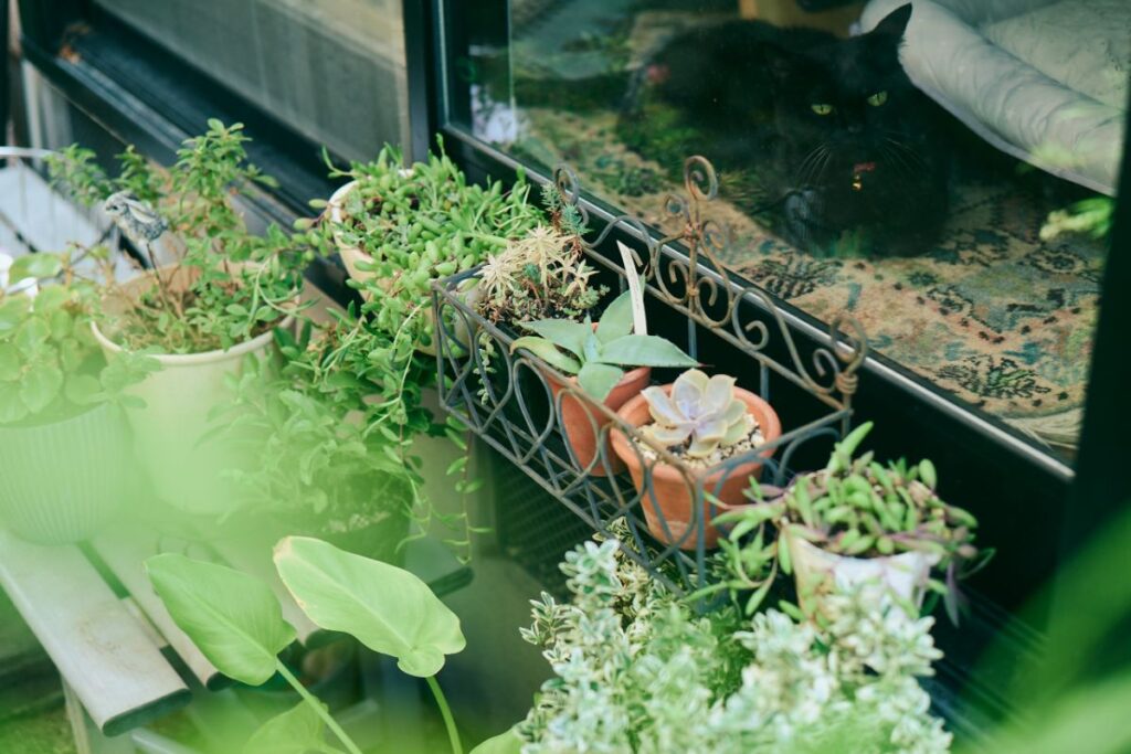 黒猫と窓辺のグリーン