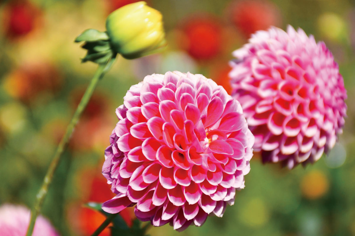 のせでん里山ハイキング10月16日（日）開催。日本一の里山・黒川を満喫する 黒川ダリヤ園から黒川公民館コース