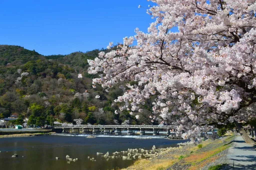 桜と渡月橋