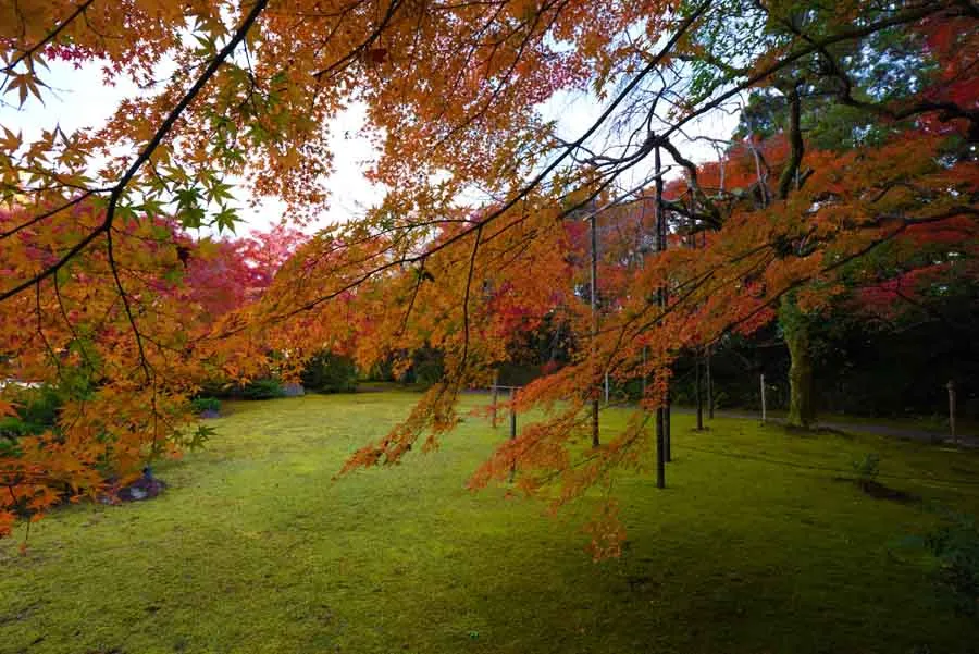 大河内山荘の秋の様子