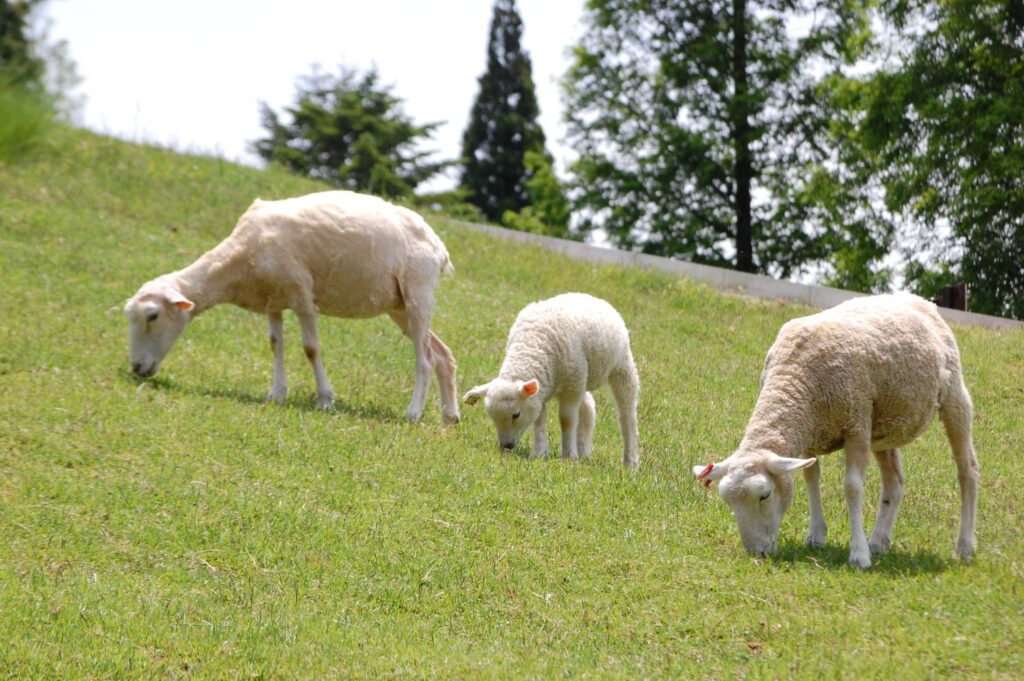 毛を刈られたひつじも見られる