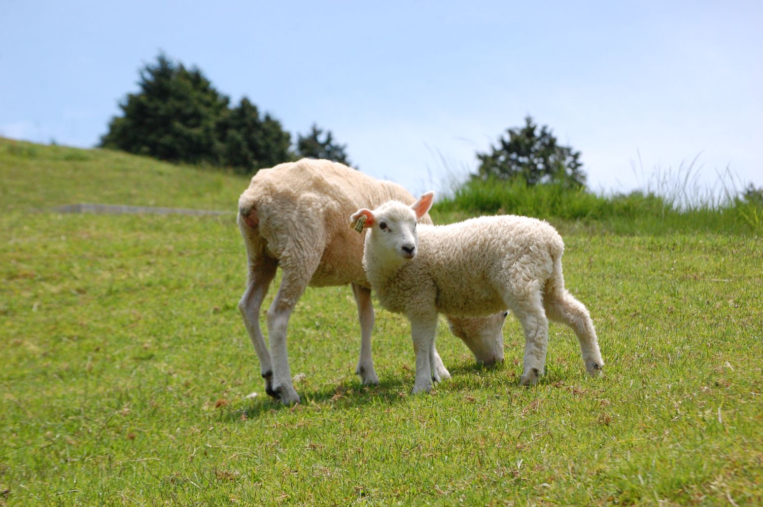 六甲山牧場で1日楽しく遊ぼう！（動物たちとの体験内容、ソフトクリームなどのグルメ、アクセス、入場料まで）