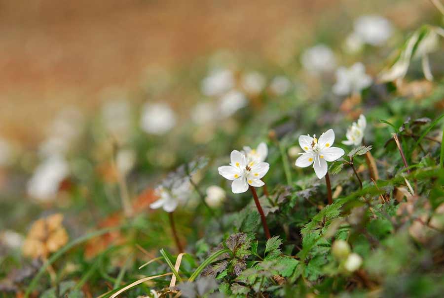 バイカオウレンなど早春の花が咲く！六甲高山植物園で「冬季特別開園」2月25日(土)～3月12日（日）の土日に実施