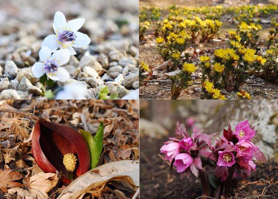 六甲高山植物園の早春の花