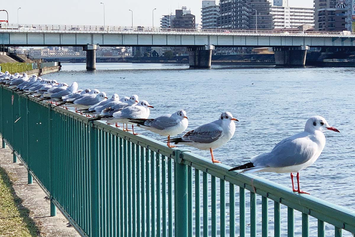 《北おおさか信用金庫》健康ウオーク⑥ 2月19日（日）開催。北摂の原風景を歩く服部緑地から高川の松並木・水鳥の道コース