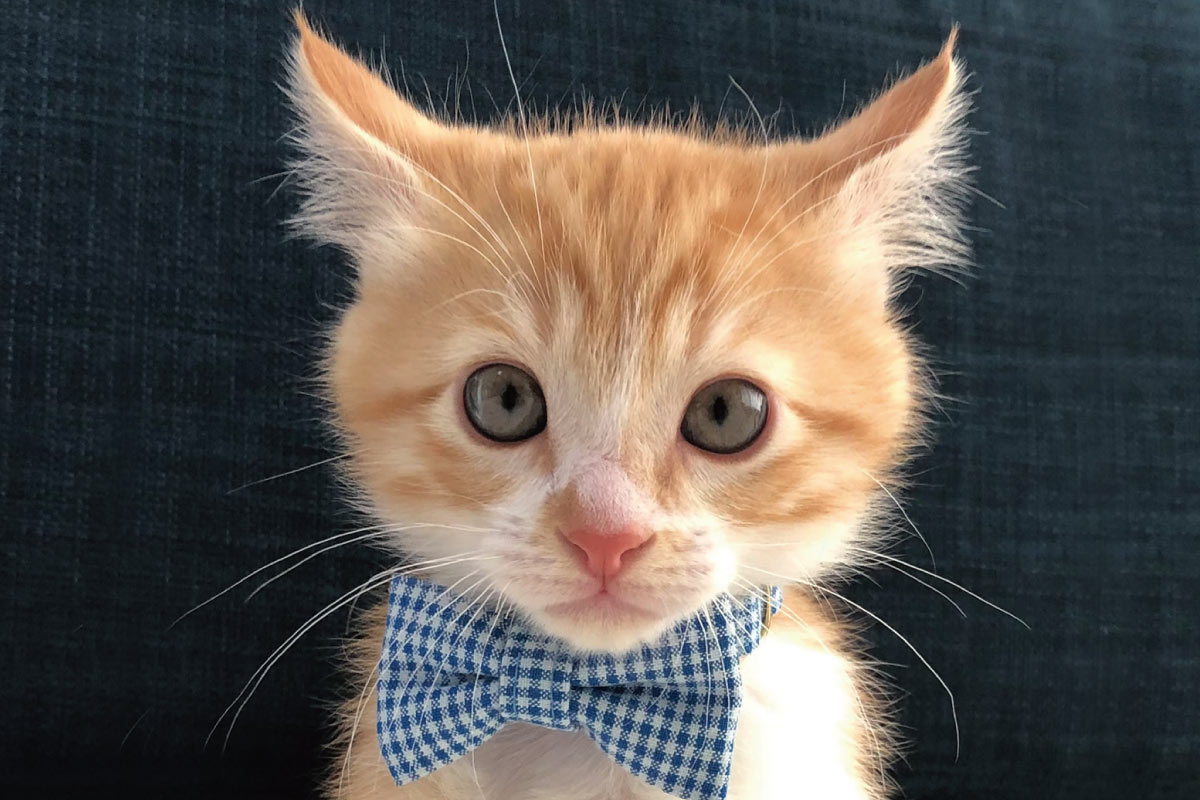 人気の保護猫のグッズを期間限定で販売『ルナさんのおみせ』2月22日（水）～28日（火）開催