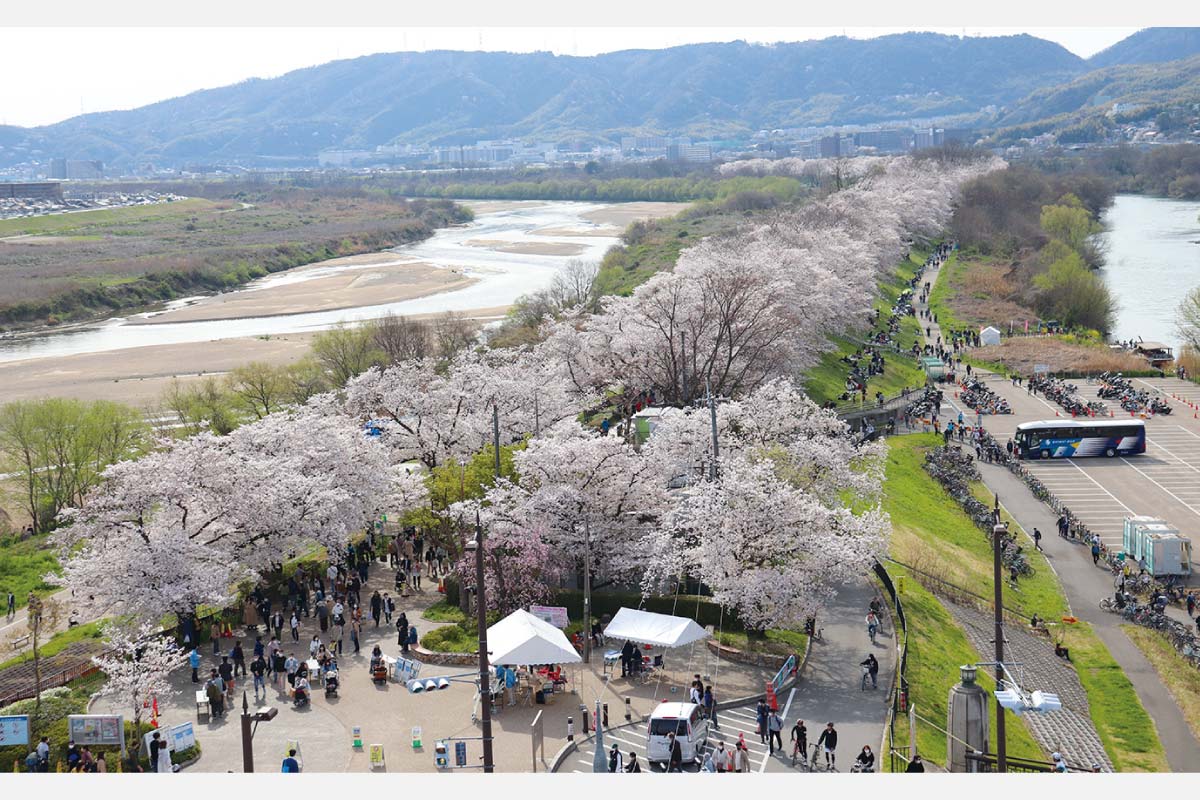 「背割堤（せわりてい）さくらまつり」3月25日（土）～4月9日（日）開催！約1.4km続く桜並木は圧巻の美しさ