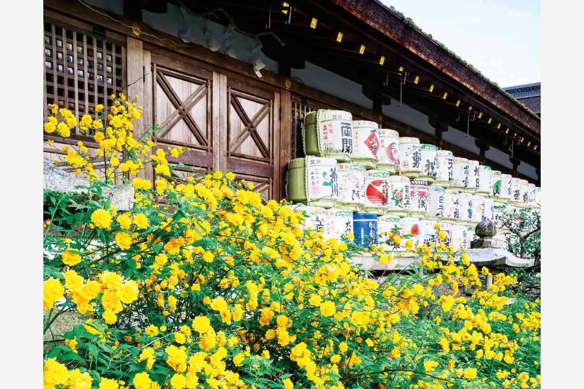 山吹を愛でる祭りと伝統の神事。松尾大社「山吹まつり」4月10日（木）～5月5日（祝）開催