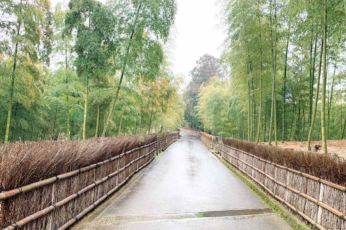 4月23日（日）開催。2023 朝日・五私鉄リレーウオーク。長岡天満宮から竹の径 癒しの散策路を歩く