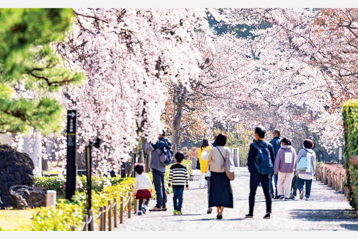 夜のライトアップも！京都「二条城桜まつり2023」多彩なイベントも開催中！4月15日（土）まで