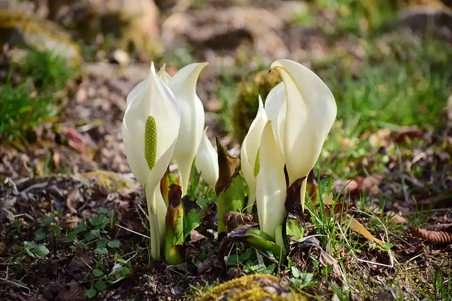 六甲高山植物園のミズバショウ