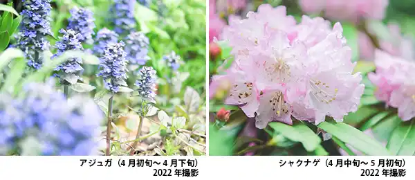 ROKKO森の音ミュージアム内SIKIガーデン~音の散策路~の花