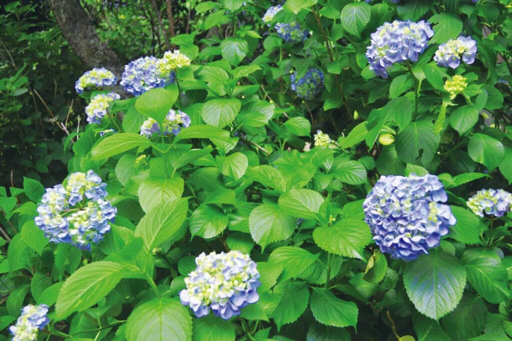 梅宮大社のアジサイ