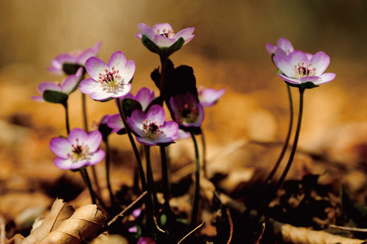 阪急阪神ホールディングスのSDGｓ 六甲高山植物園 絶滅危惧種の保全