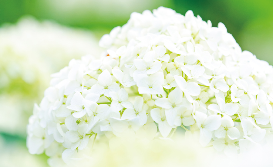 阪急沿線で水無月の散策。雨の季節の伝統行事と花【TOKK2023年6月号】