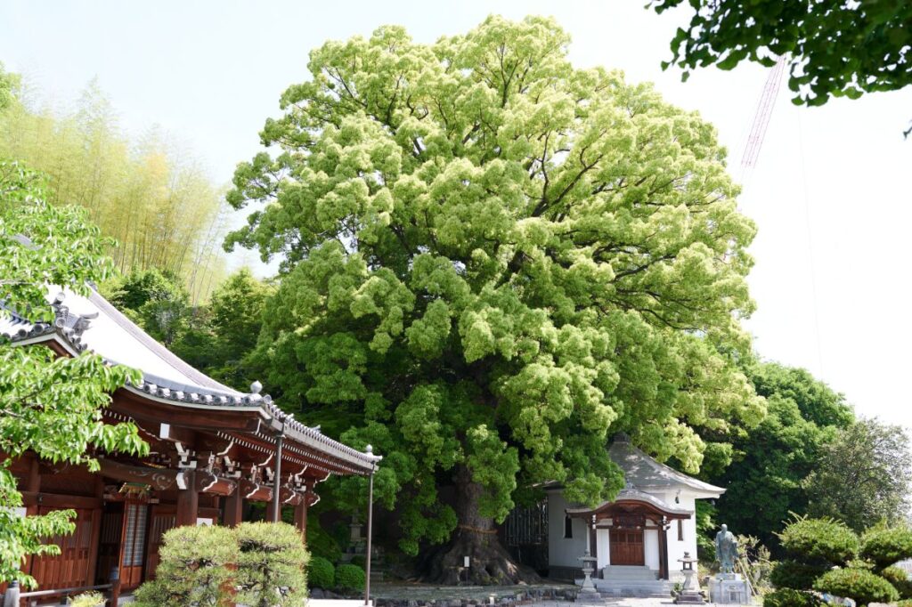 大きな楠と寺院