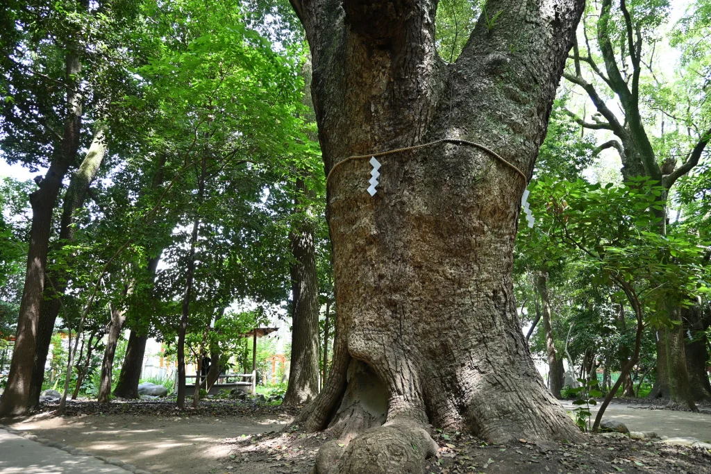 生田神社　生田の森