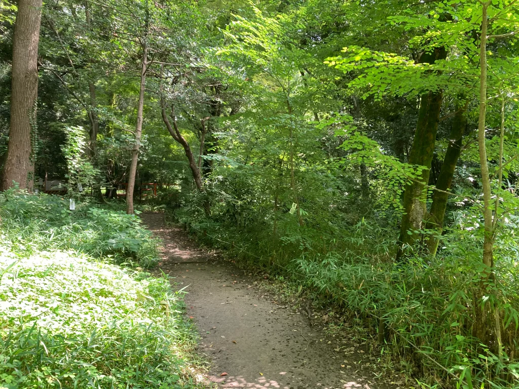 下鴨神社 糺の森