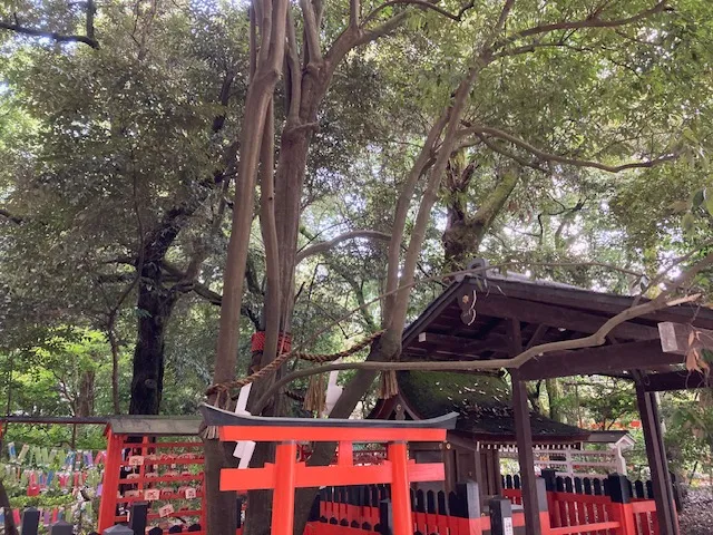下鴨神社 相生社、連理の賢木