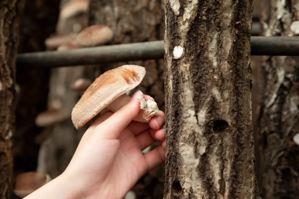 しいたけの収穫