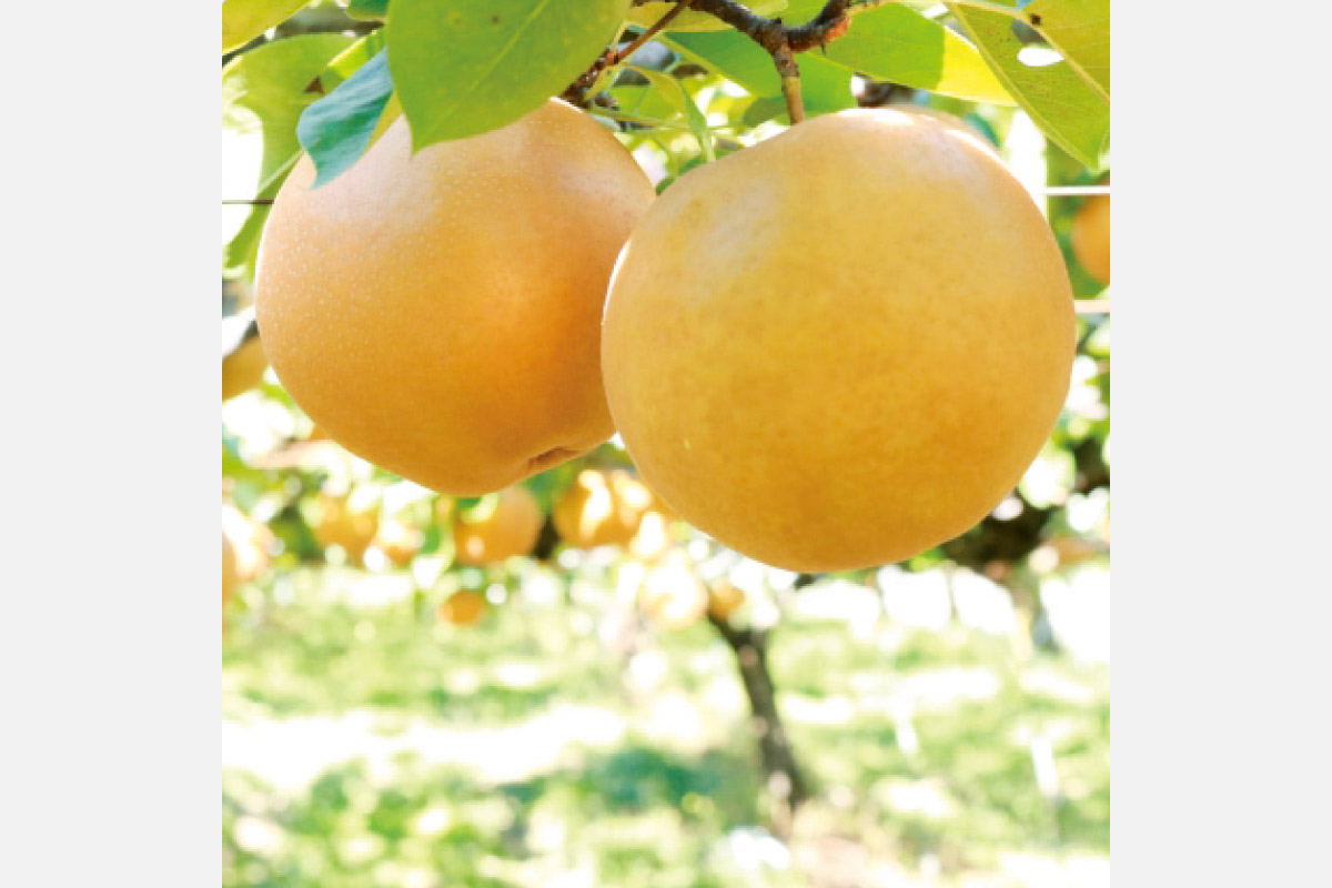 限定50個！鳥取の老舗農園の晩生の梨2種を食べ比べ！Ｓポイントと交換しよう