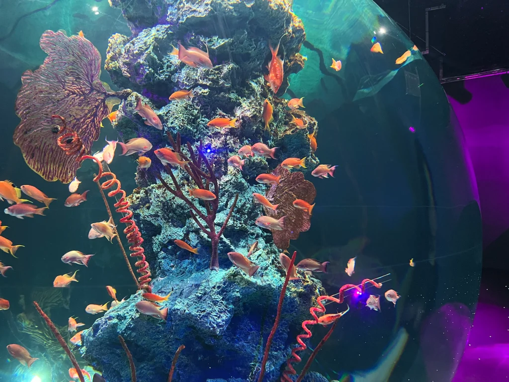 átoa(アトア)水槽