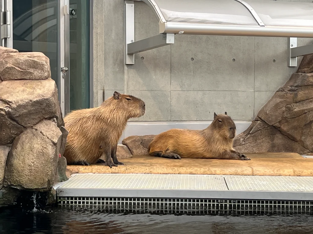 átoa(アトア)「SKYSHORE 空辺の庭」カピバラ