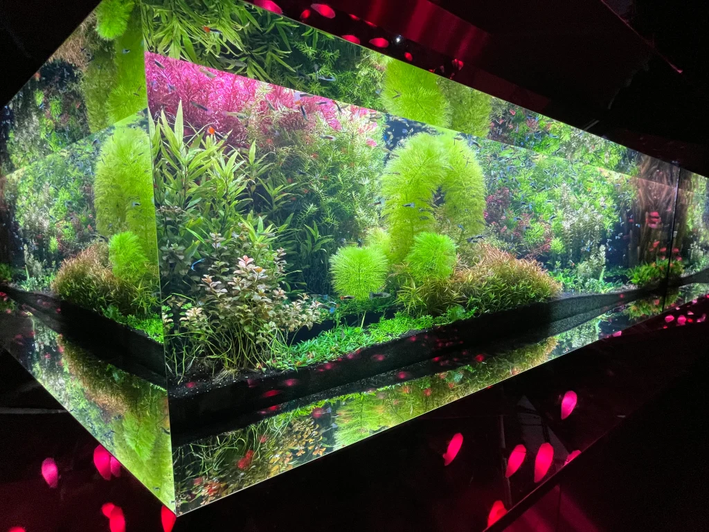 átoa(アトア)「CAVE はじまりの洞窟」