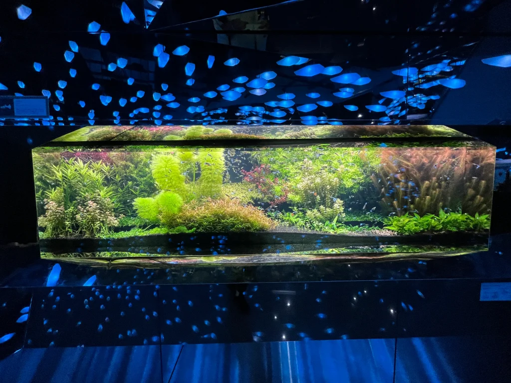 átoa(アトア)「CAVE はじまりの洞窟」