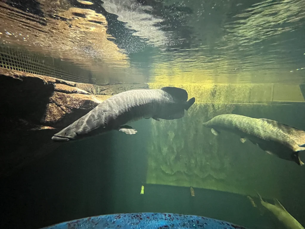 átoa(アトア)ピラルクの餌やり