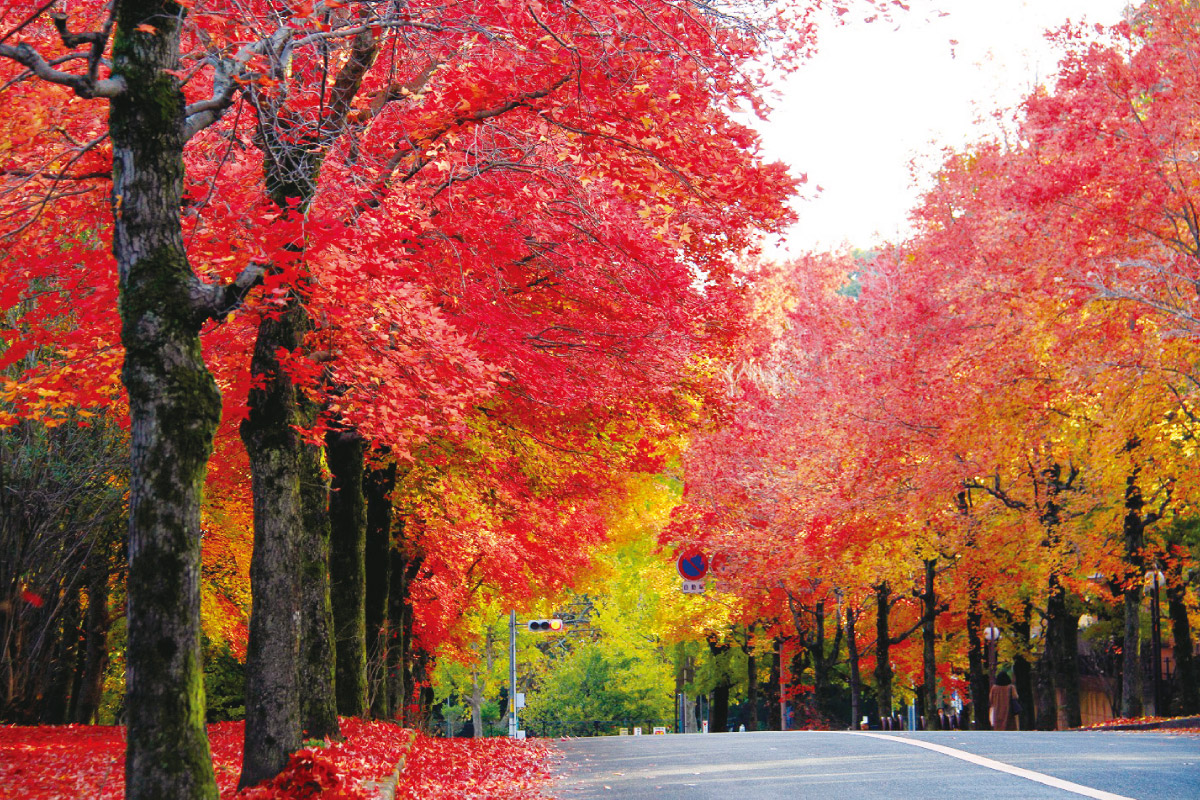 吹田・三色彩道とメタセコイアコースを歩くウオーキングイベント「阪急沿線観光あるき」11月22日（水）開催