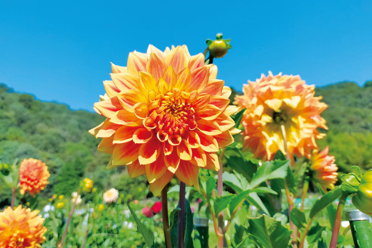 ダリヤの花と、日本一の里山・黒川を満喫！のせでん里山ハイキング、10月21日（土）開催
