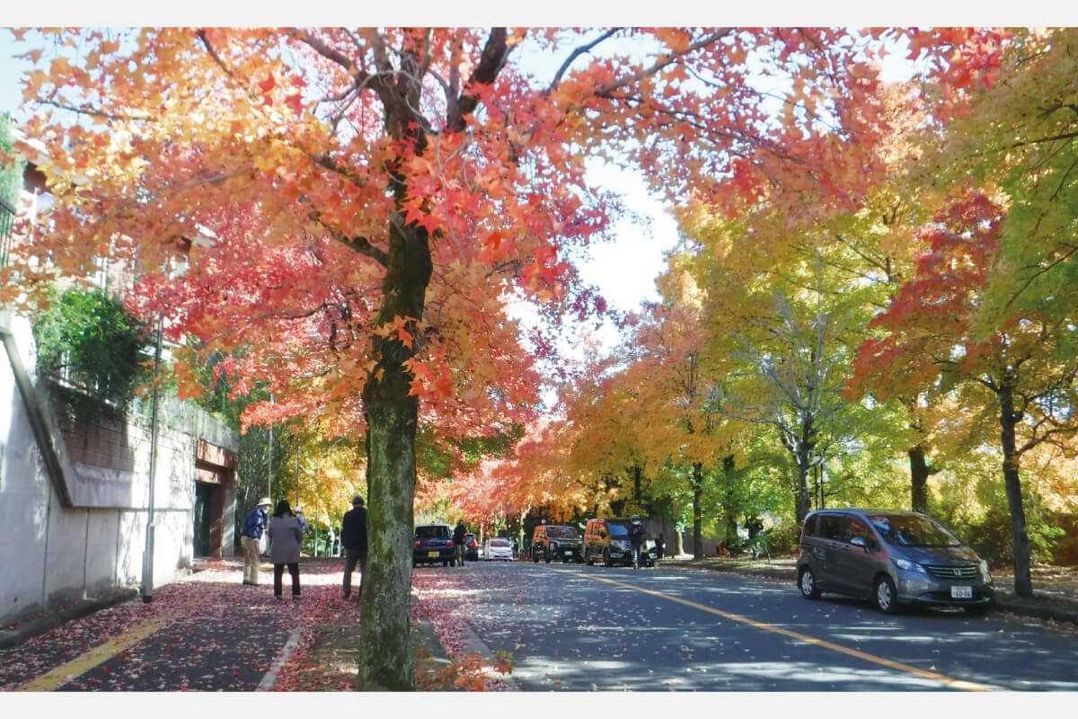 阪急沿線紅葉巡りハイキング！千里・三色彩道からみのおキューズモール芦原公園コース、11月15日（水）開催