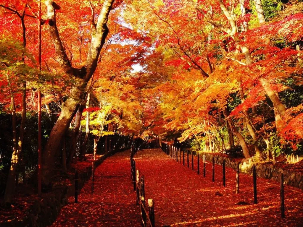 光明寺　紅葉