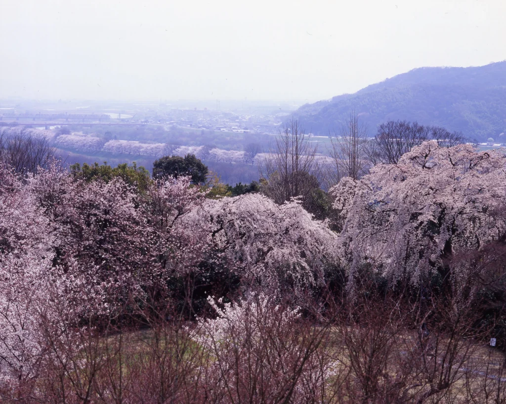 大山崎山荘美術館　桜