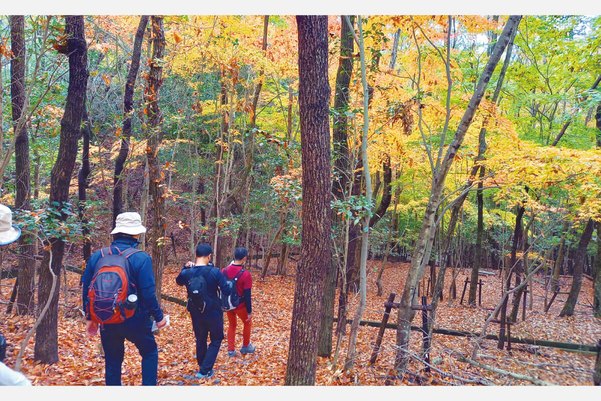 色づく北摂里山の秋を堪能！のせでん晩秋ハイキング、11月11日（土）開催