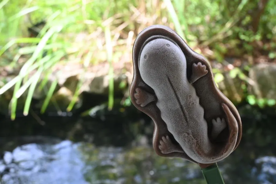 京都水族館のカフェで売っているオオサンショウウオアイス