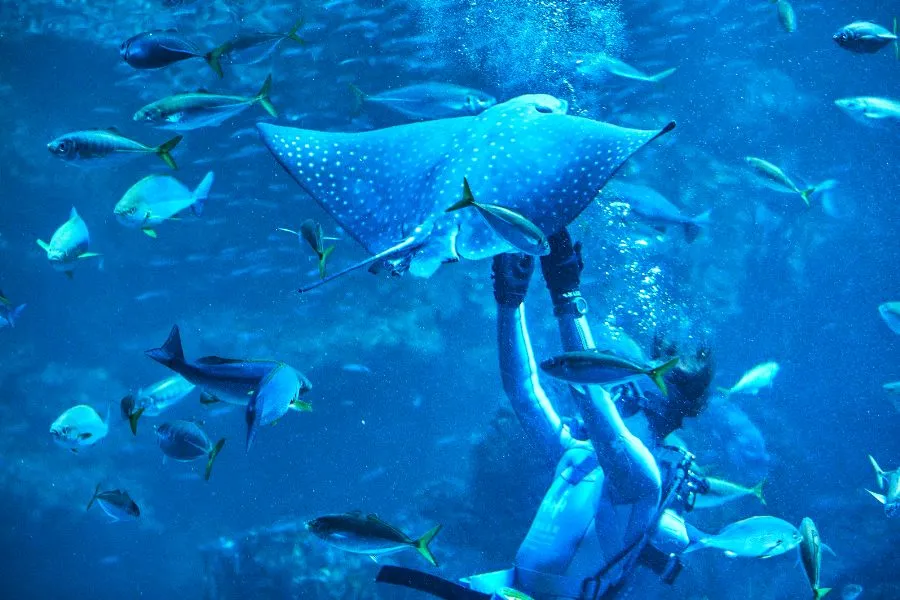 【京都水族館】京都の人気者!国の特別天然記念物オオサンショウウオに会いに行ってきた